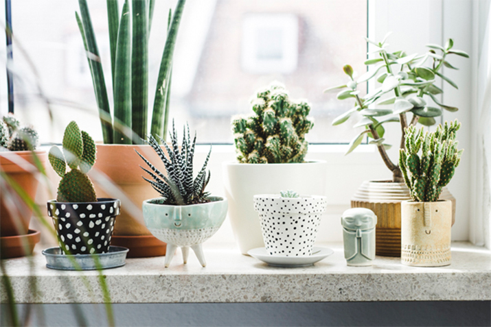 5 Ways to Incorporate Plants into Your Home Decor